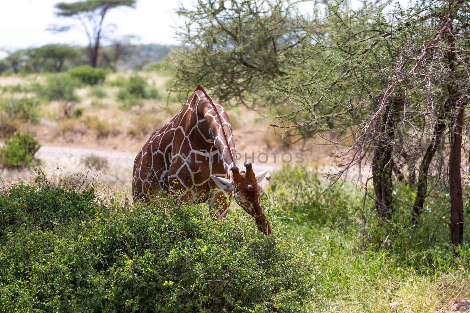 One giraffe eats the leaves of a bush
