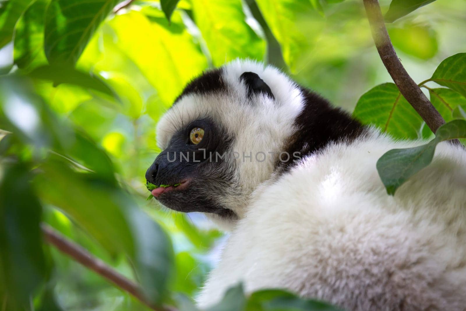 One black and white lemur sits in the crown of a tree, vari, sifaka