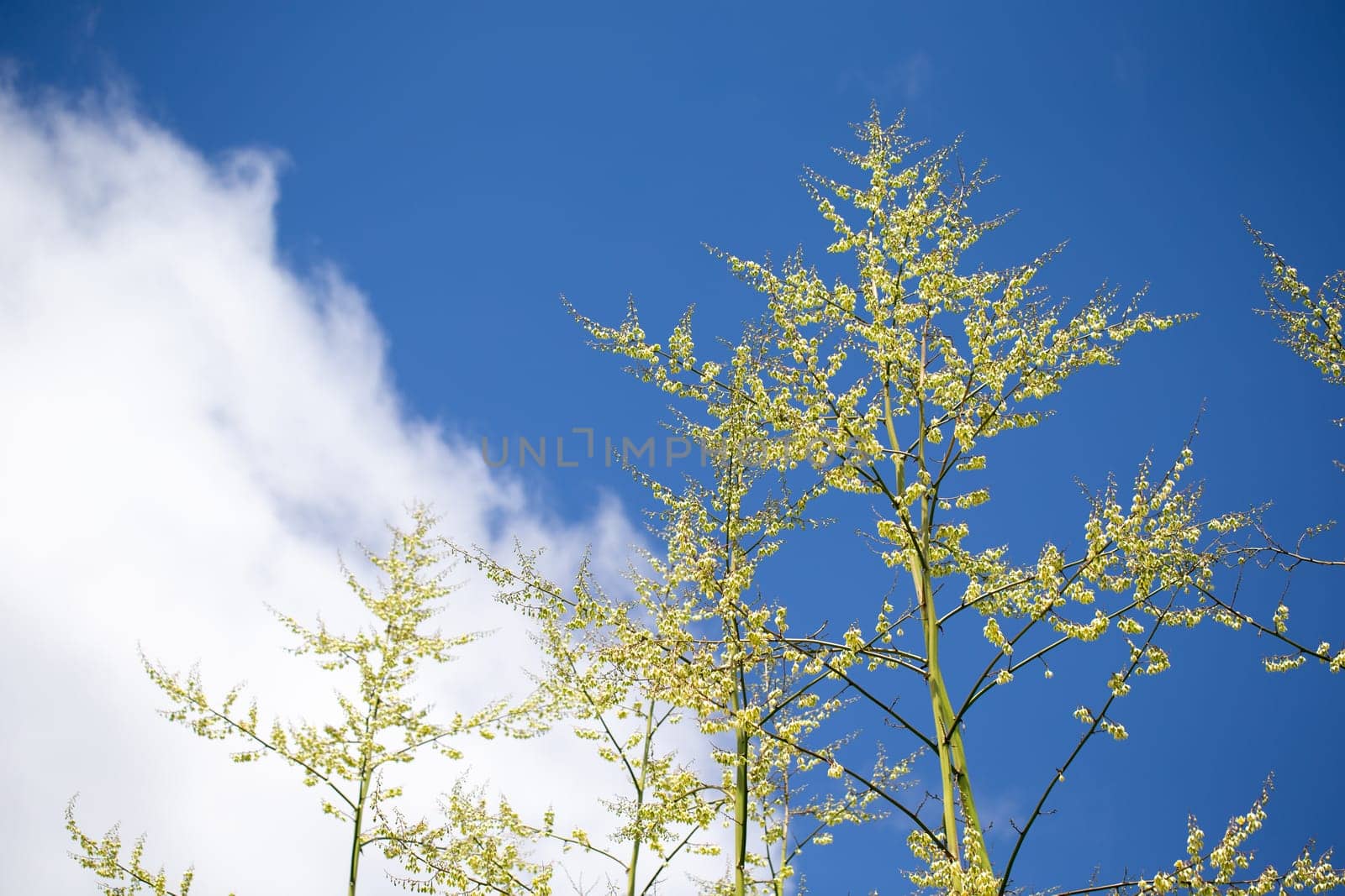 Branches of a very tall tree with a beautiful blue sky in the background