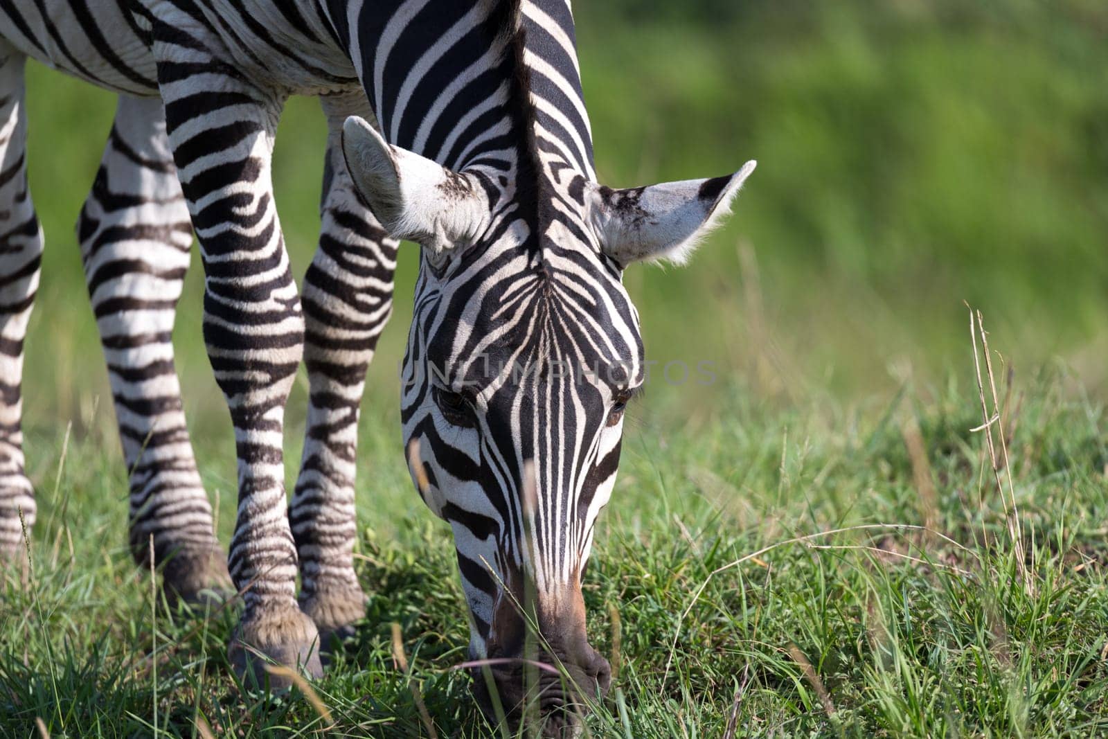 The closeup of a zebra in a national park