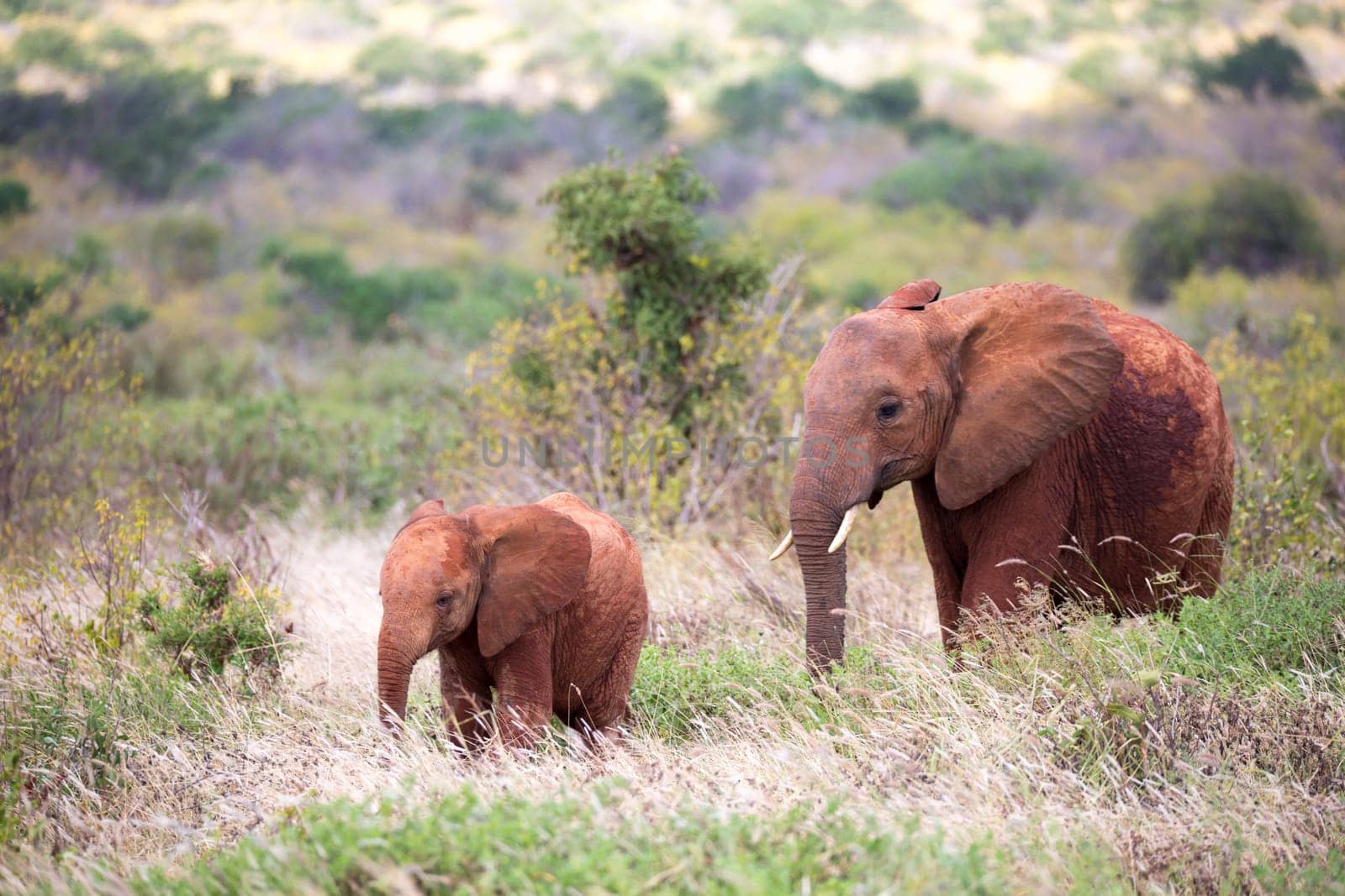 The family of red elephants on their trek through the savanna