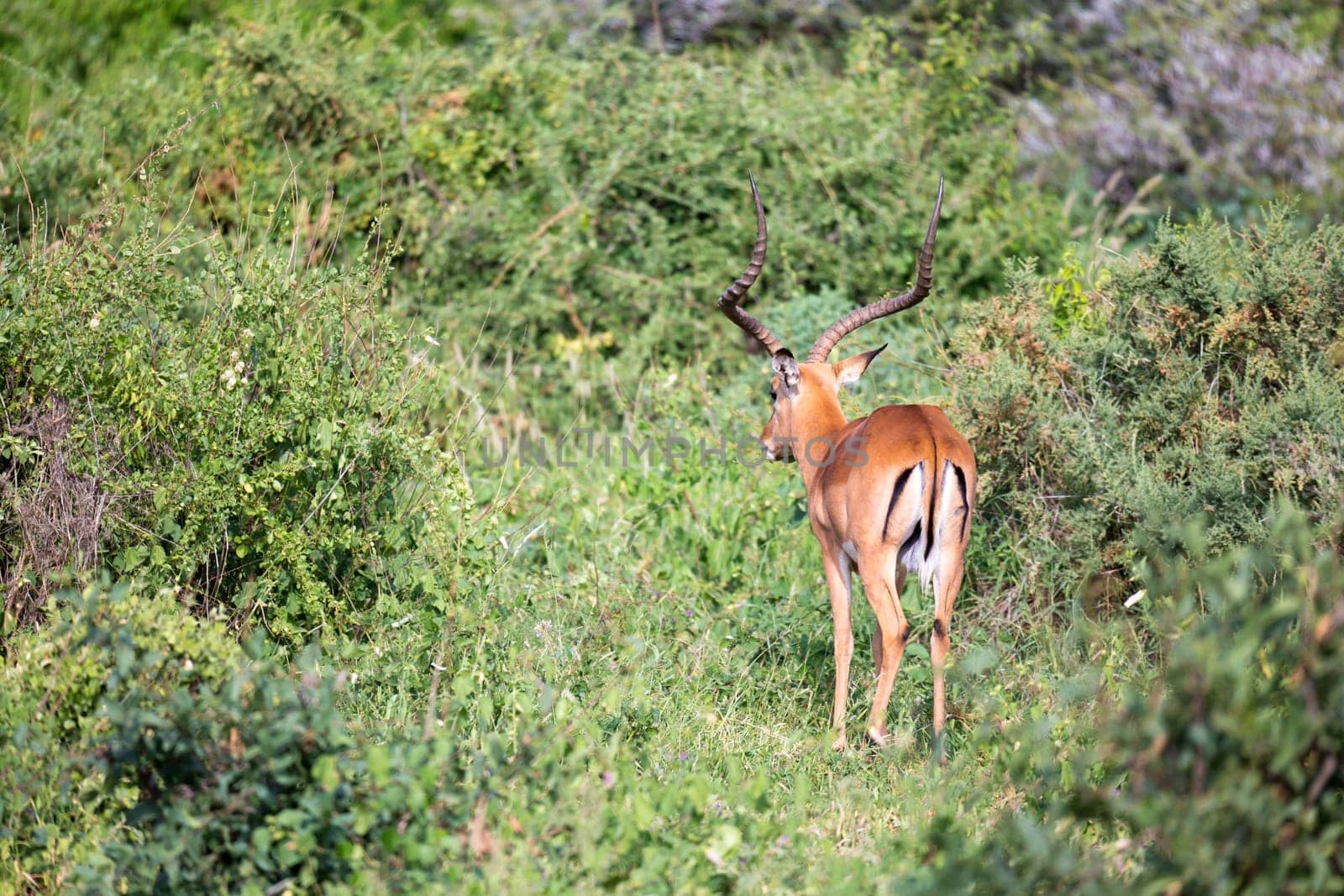 The antelopes in the grass landscape of Kenya