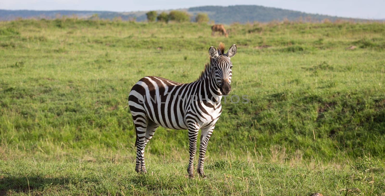 One zebra in the green landscape of a national park in Kenya..