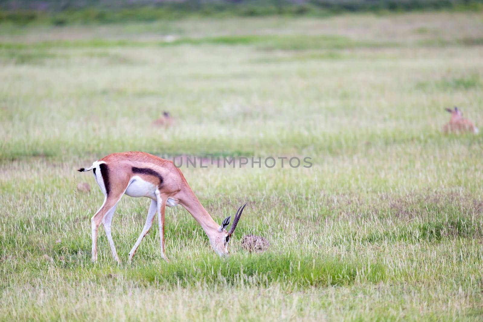 A gazelle grazes in the grassland of the savannah