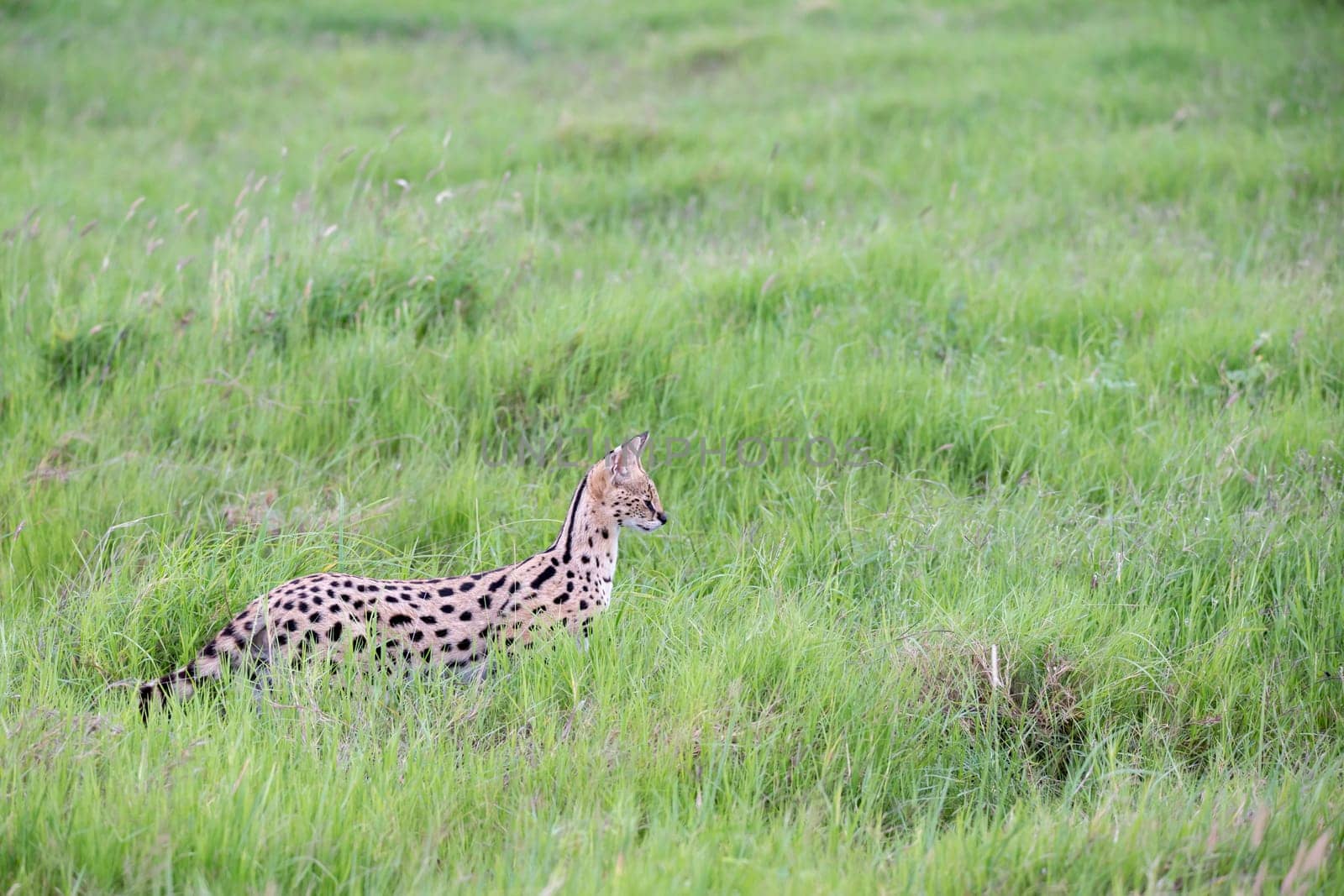 A serval cat in the grassland of the savannah in Kenya