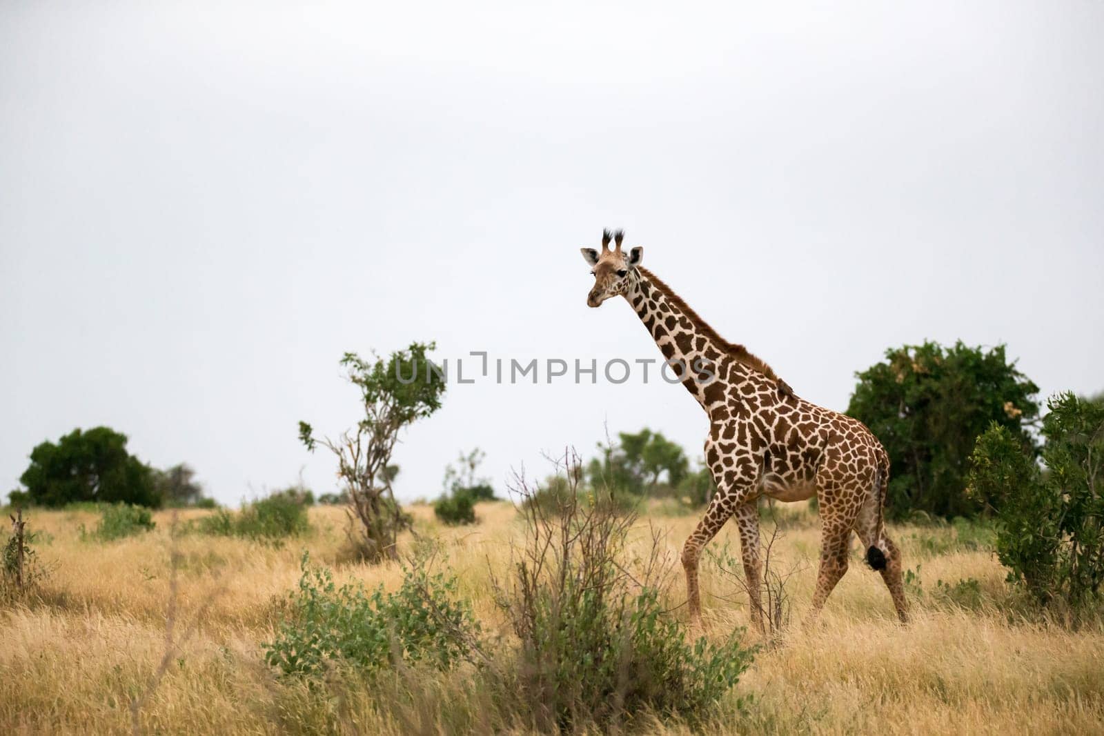 Some giraffe is walking between the bush in the scenery of the savannah
