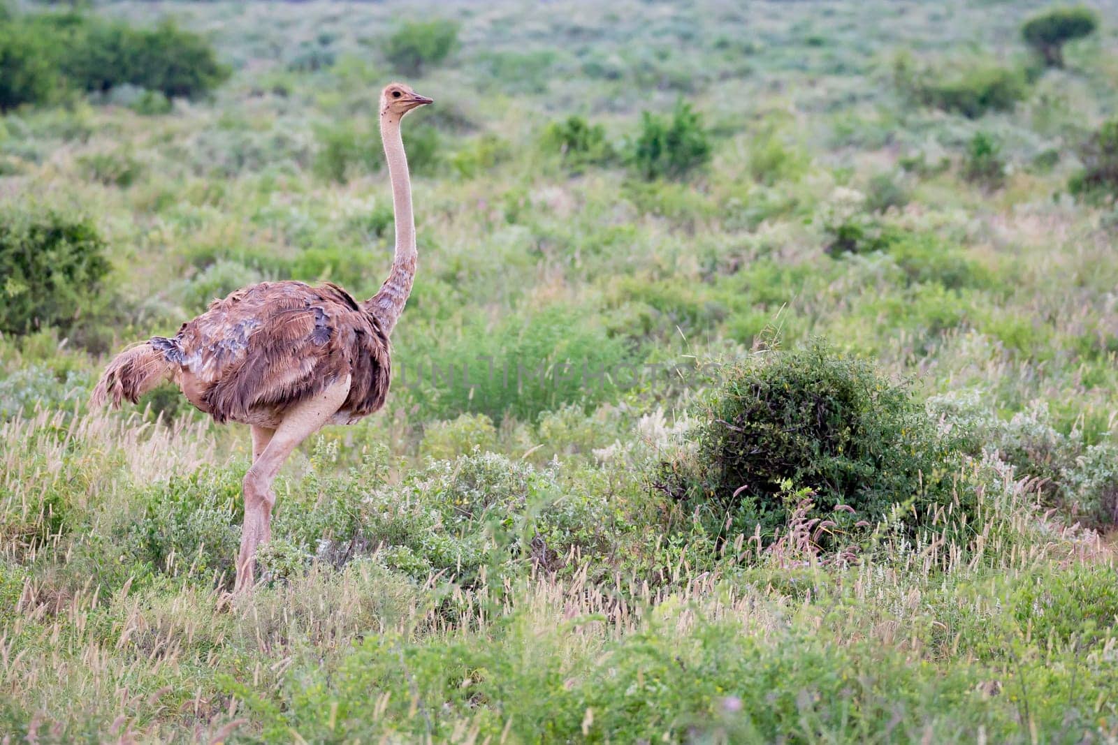 A ostrich female is standing in the grass with a lot of green plants