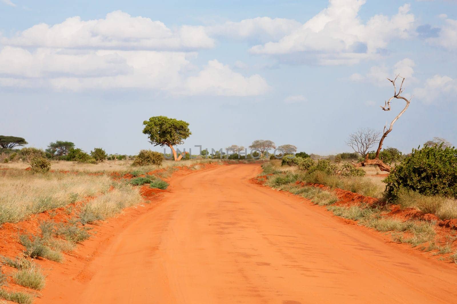 A way with red soil throught the savanna with a lot of trees and green plants