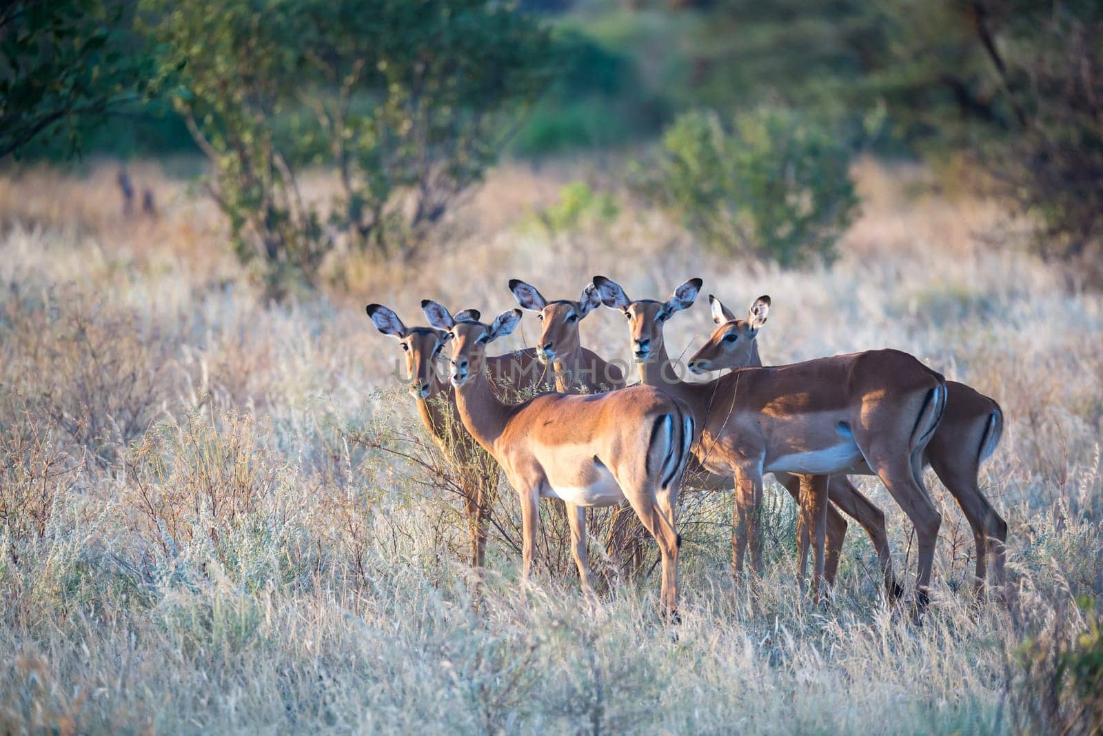 A native species of antelope in the meadow