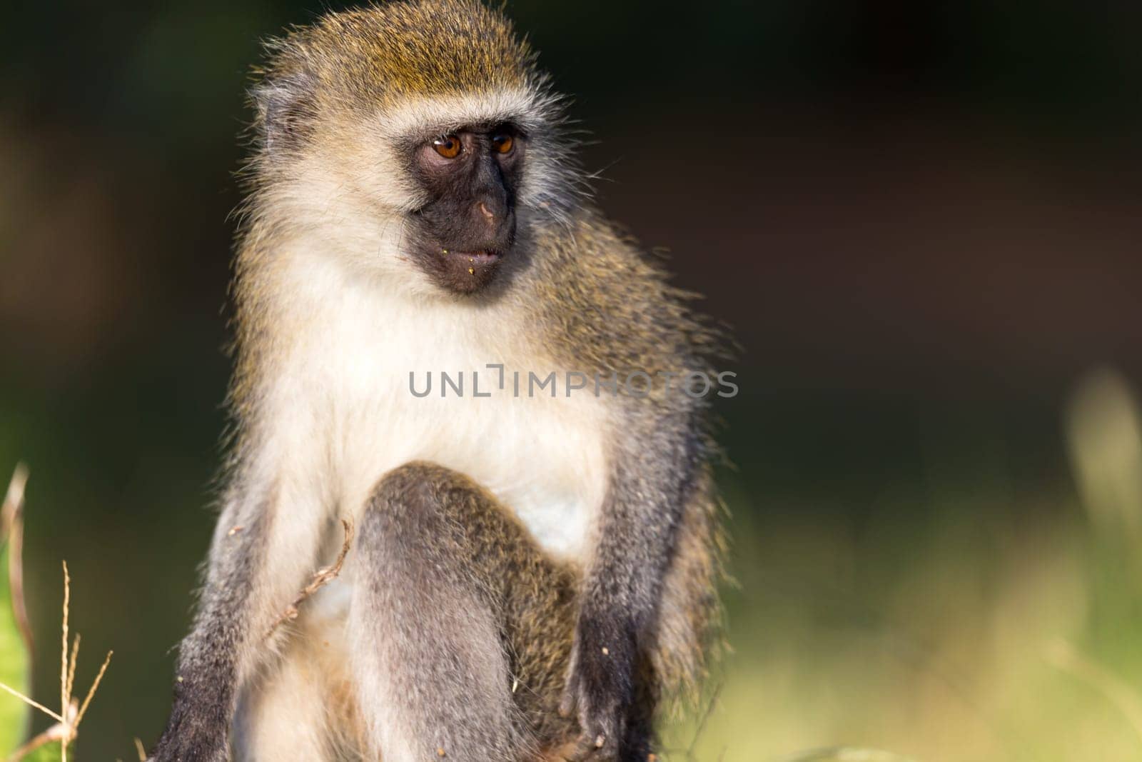 A portrait of a monkey in the savannah of Kenya