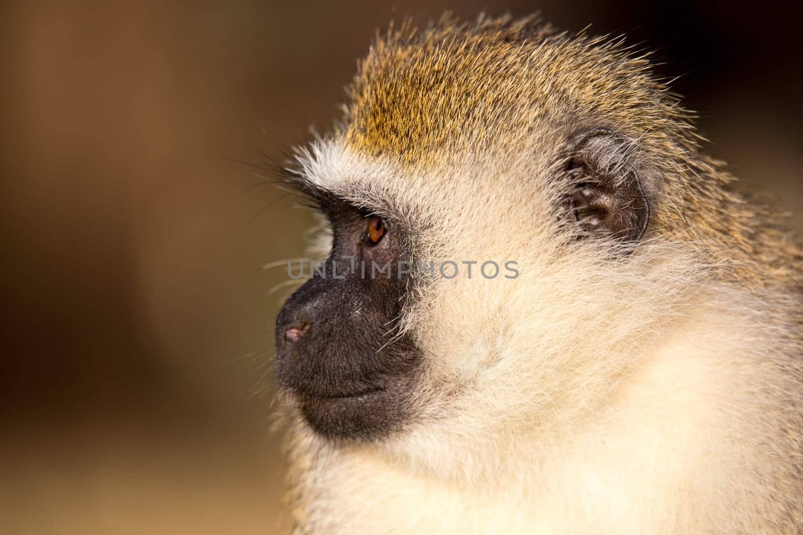 A portrait of a monkey in the savannah of Kenya