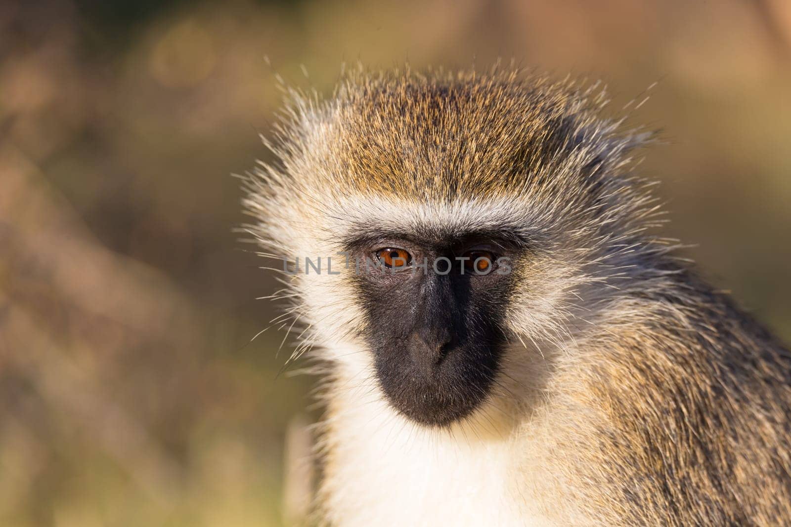 A portrait of a monkey in the savannah of Kenya