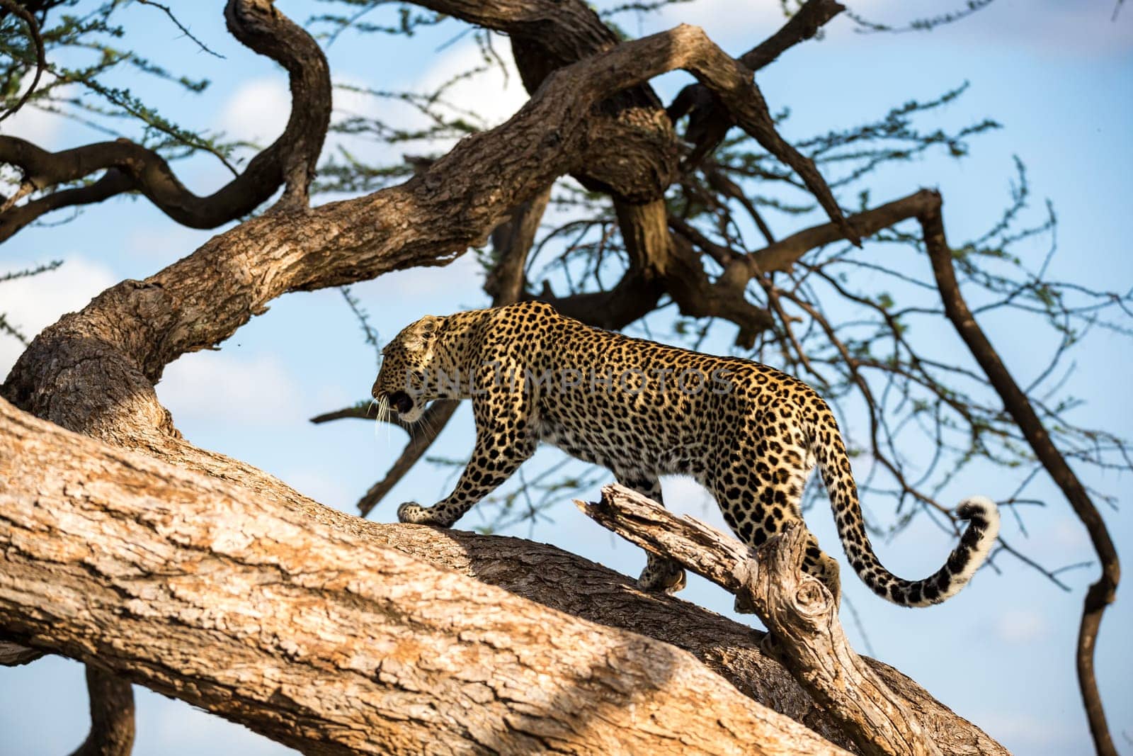 One leopard is walking up and down the tree on  its branches