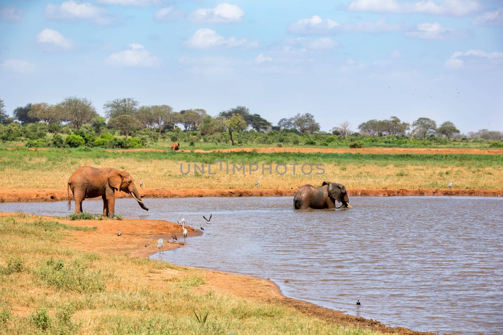 Elephant on the waterhole in the savannah of Kenya