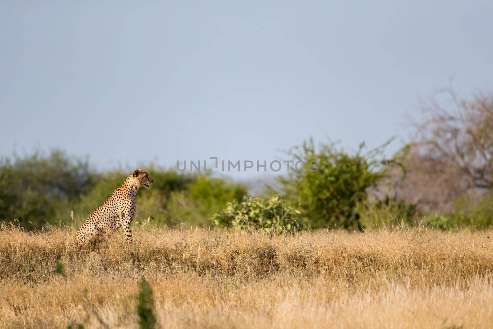 A Cheetah in the grassland of the savannah in Kenya
