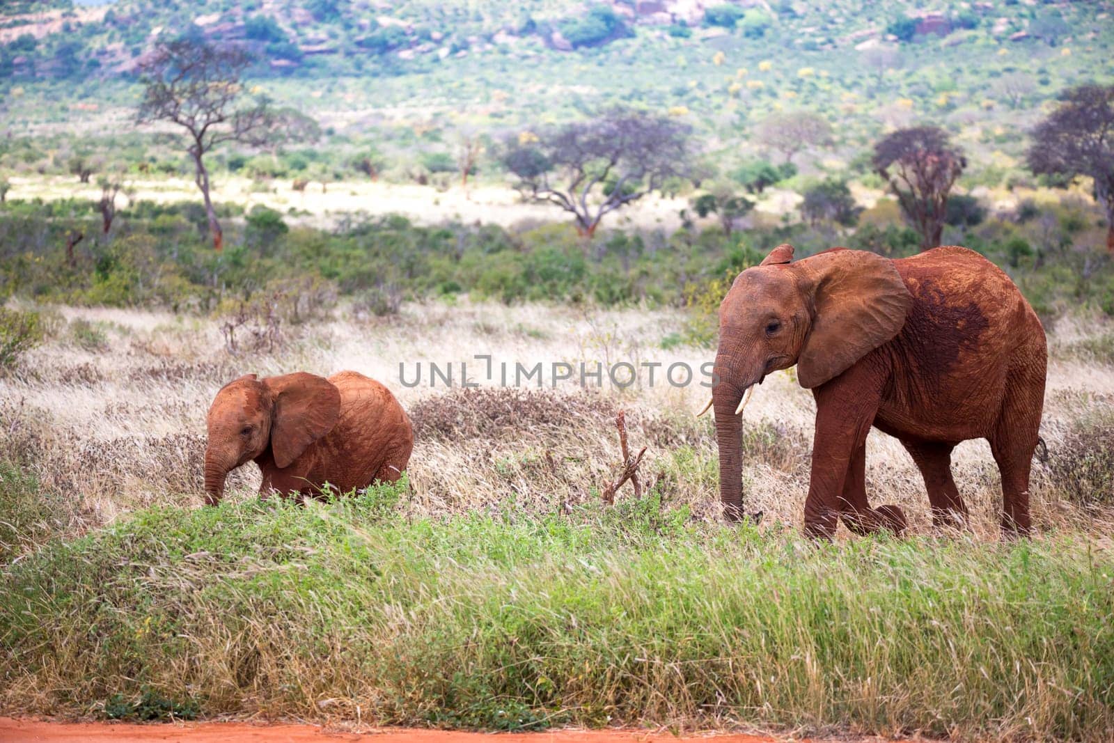 The family of red elephants on their trek through the savanna