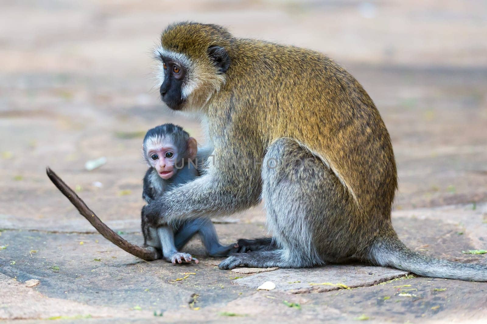 Vervet family with a little baby monkey