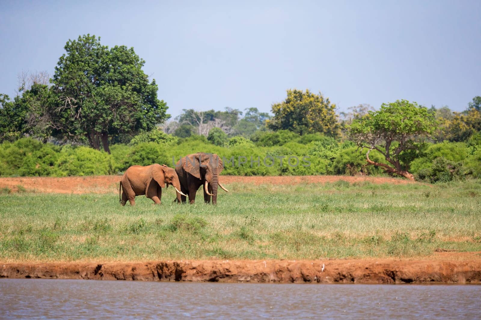 Elephant on the waterhole in the savannah of Kenya