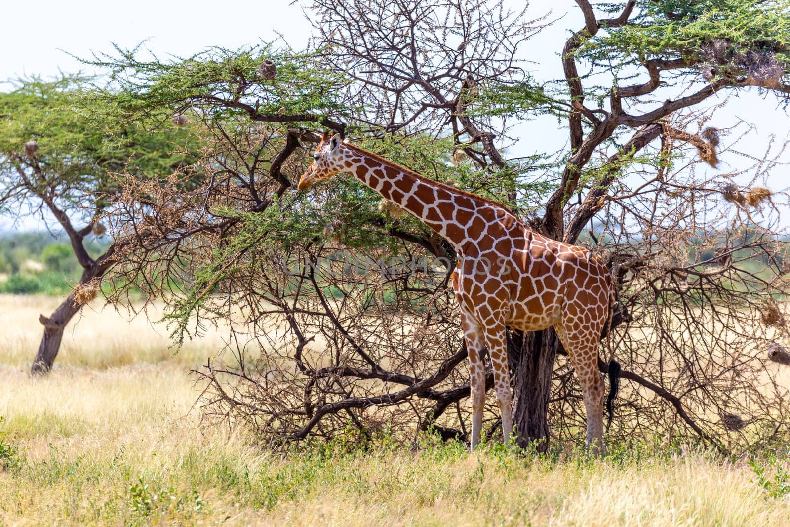 A Somalia giraffes eat the leaves of acacia trees