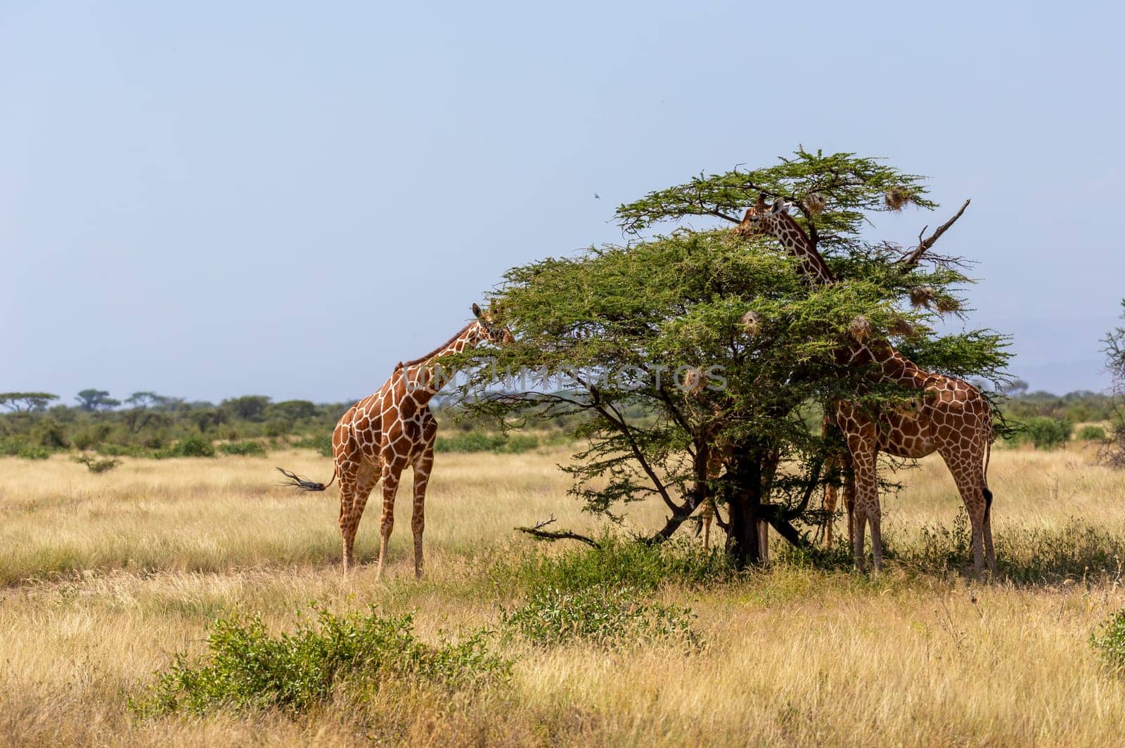 The Somalia giraffes eat the leaves of acacia trees