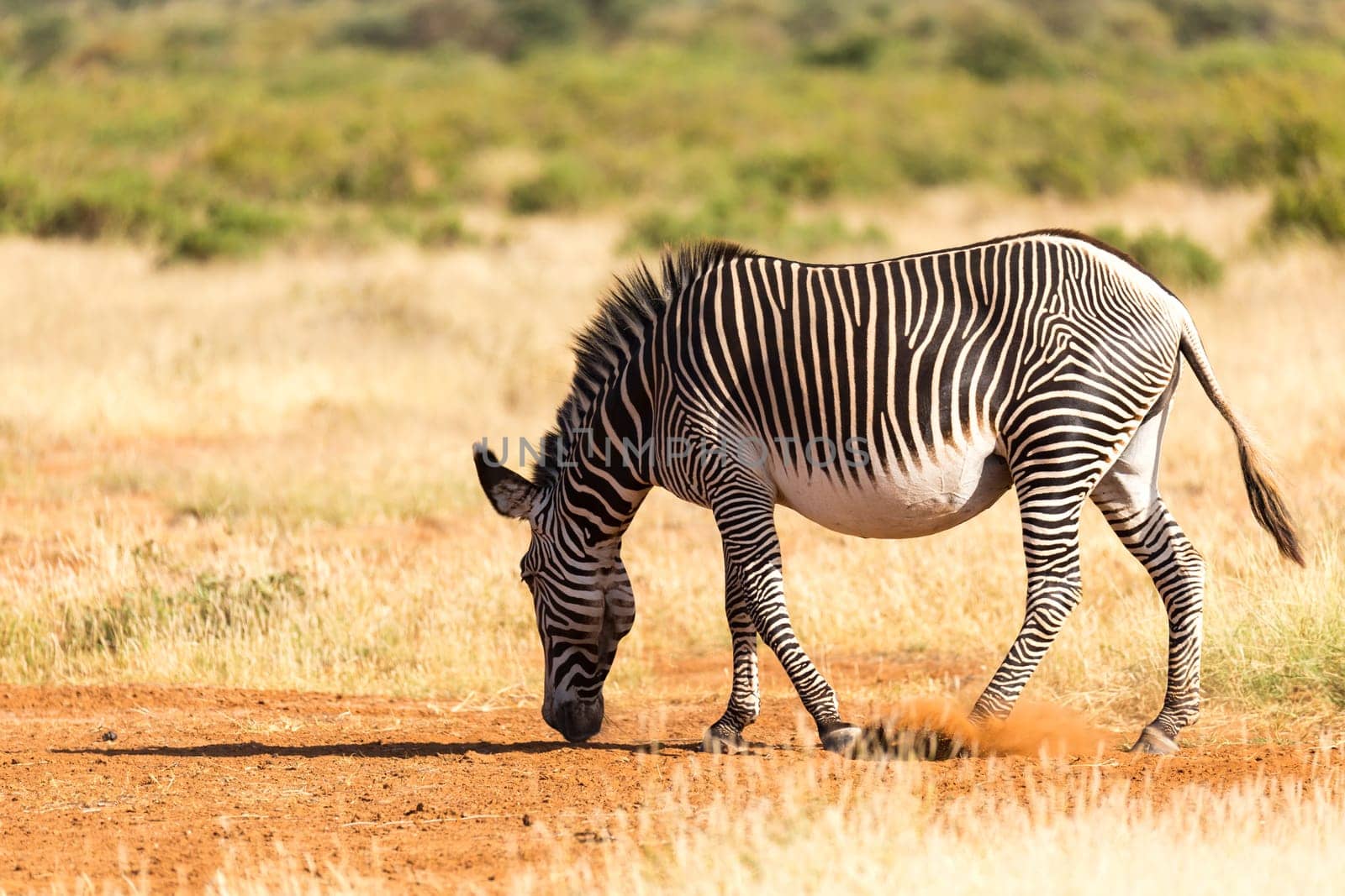 The Grevy Zebra is grazing in the countryside of Samburu in Kenya