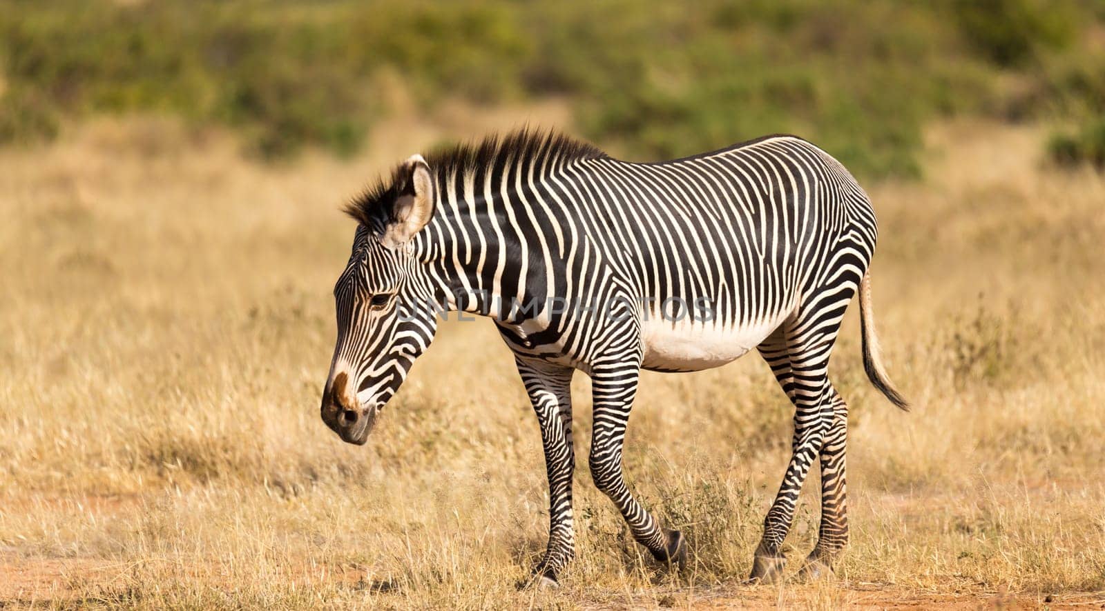 The Grevy Zebra is grazing in the countryside of Samburu in Kenya