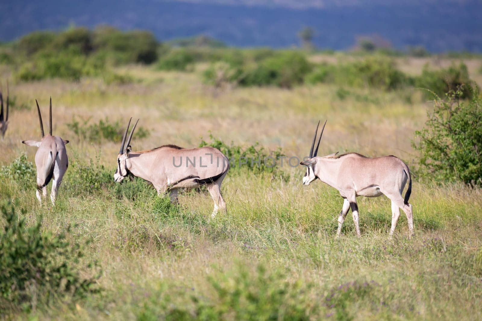 The antelopes in the grass landscape of Kenya