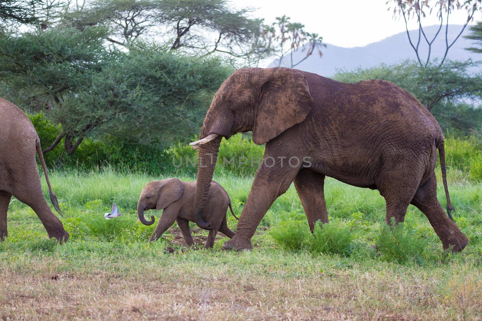 Some elephants walk among the trees and shrubs