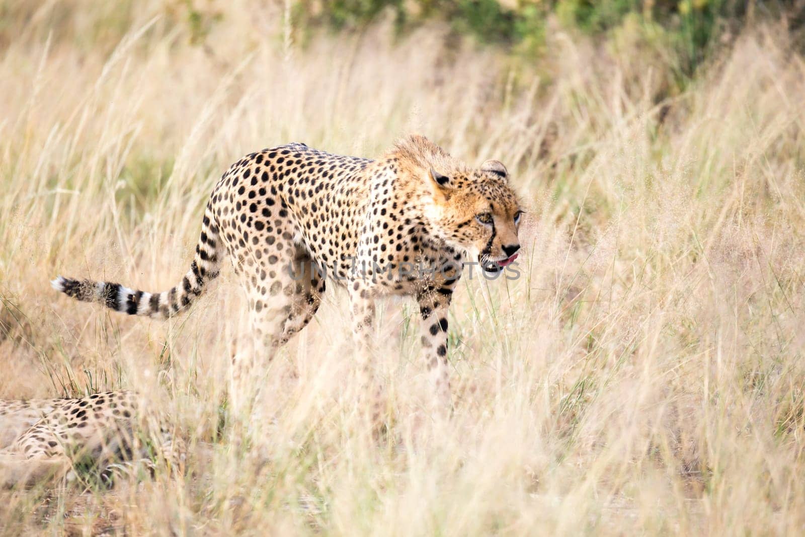 The cheetah walks in the high grass of the savannah looking for something to eat
