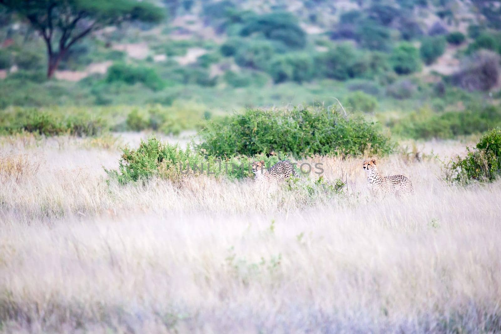 The cheetahs are running in the savannah in the tall grass