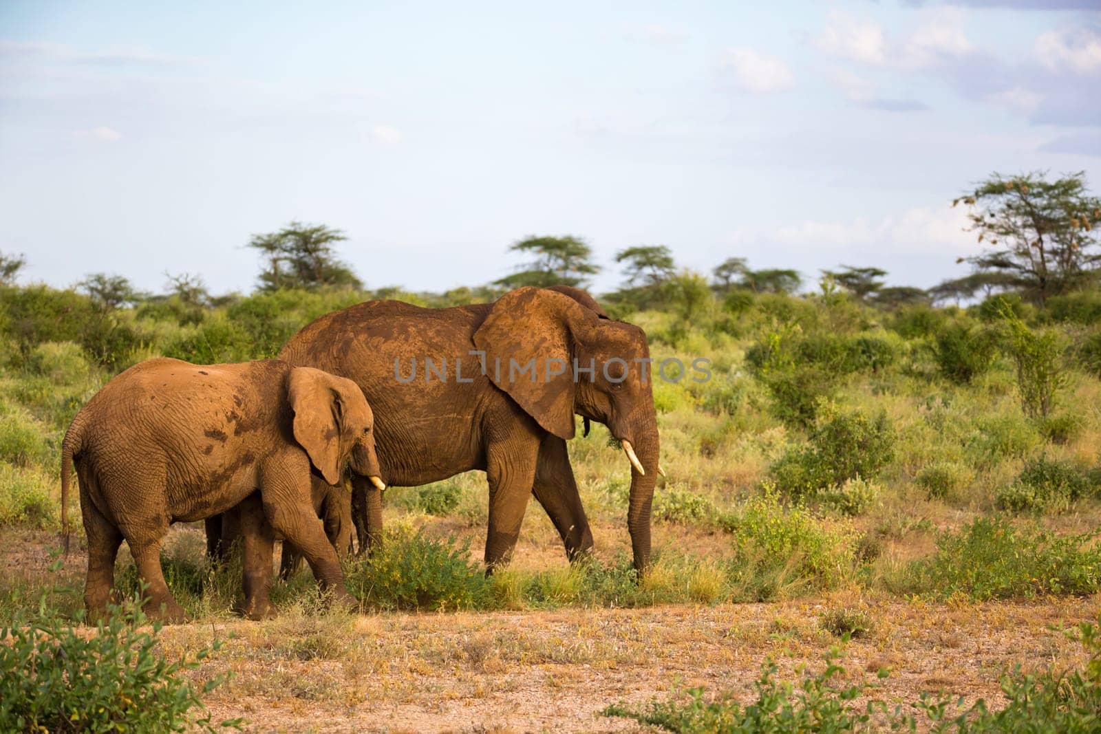 Red elephants walk in the savannah between the plants