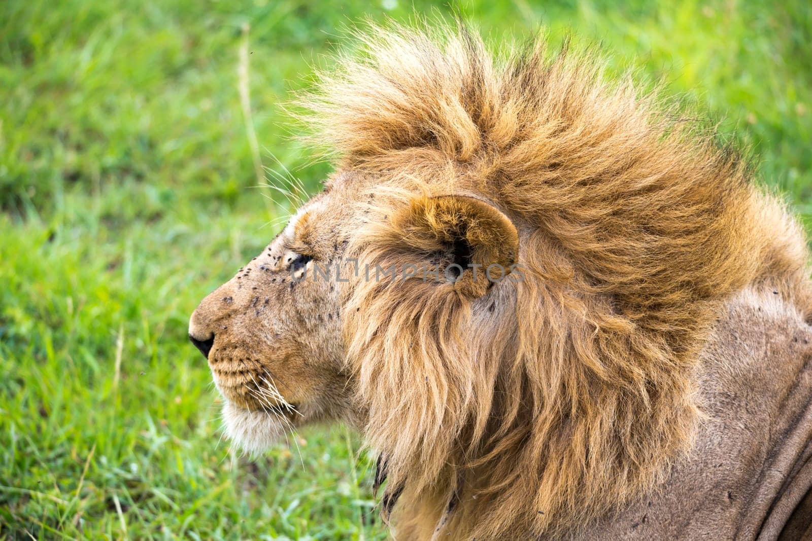 The close-up of the face of a lion in the savannah of Kenya