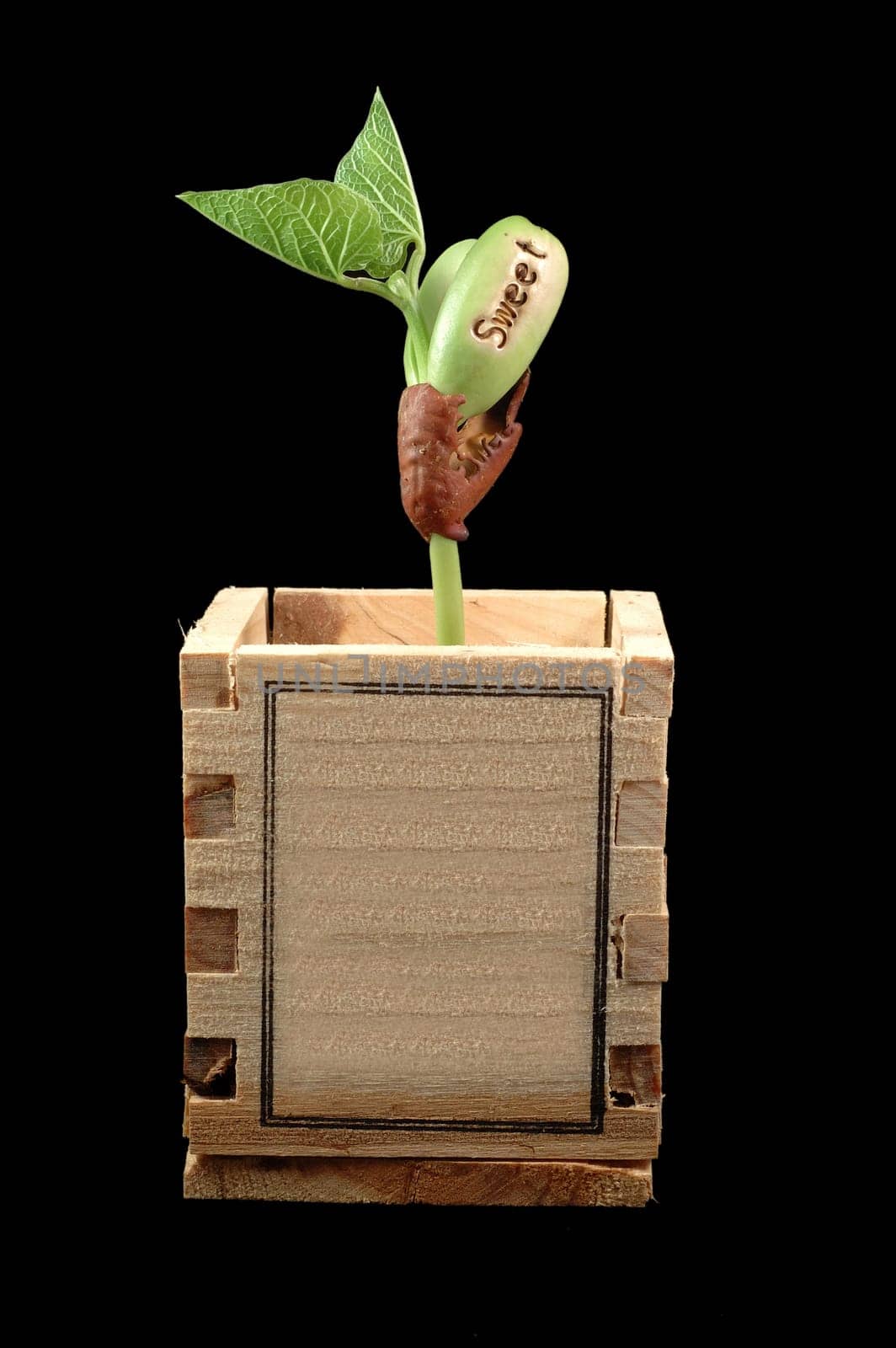 A close shot of growing bean over black