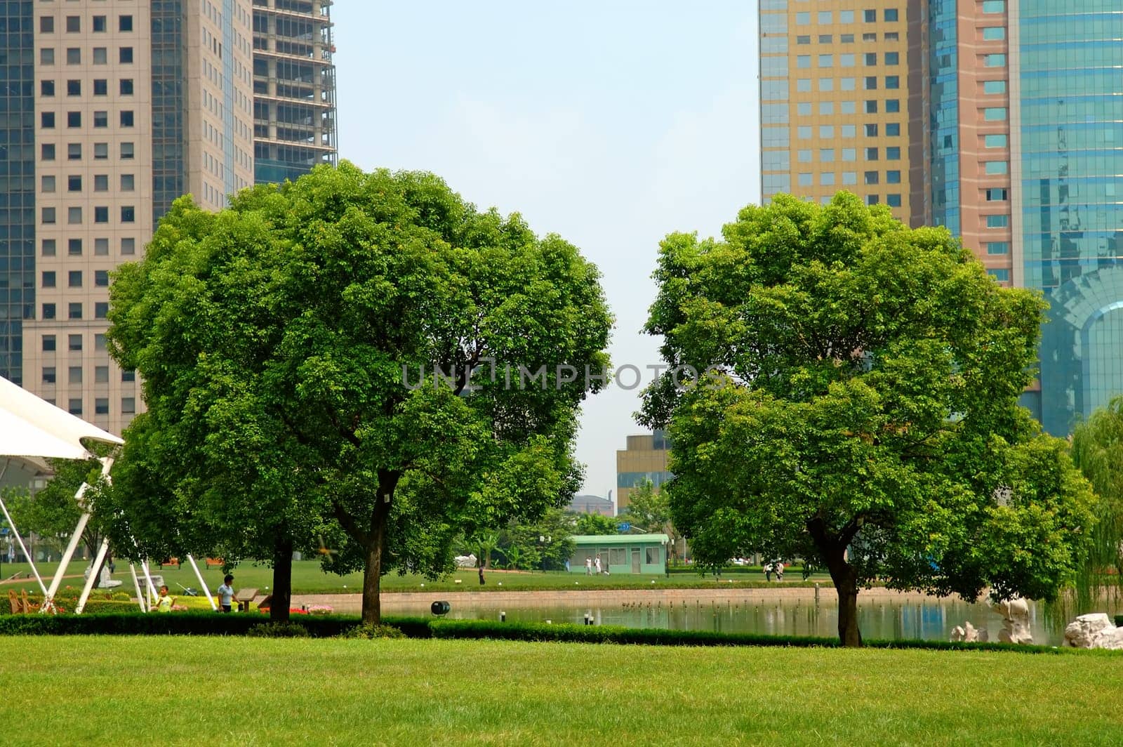 Trees in urban garden with commerical building as background