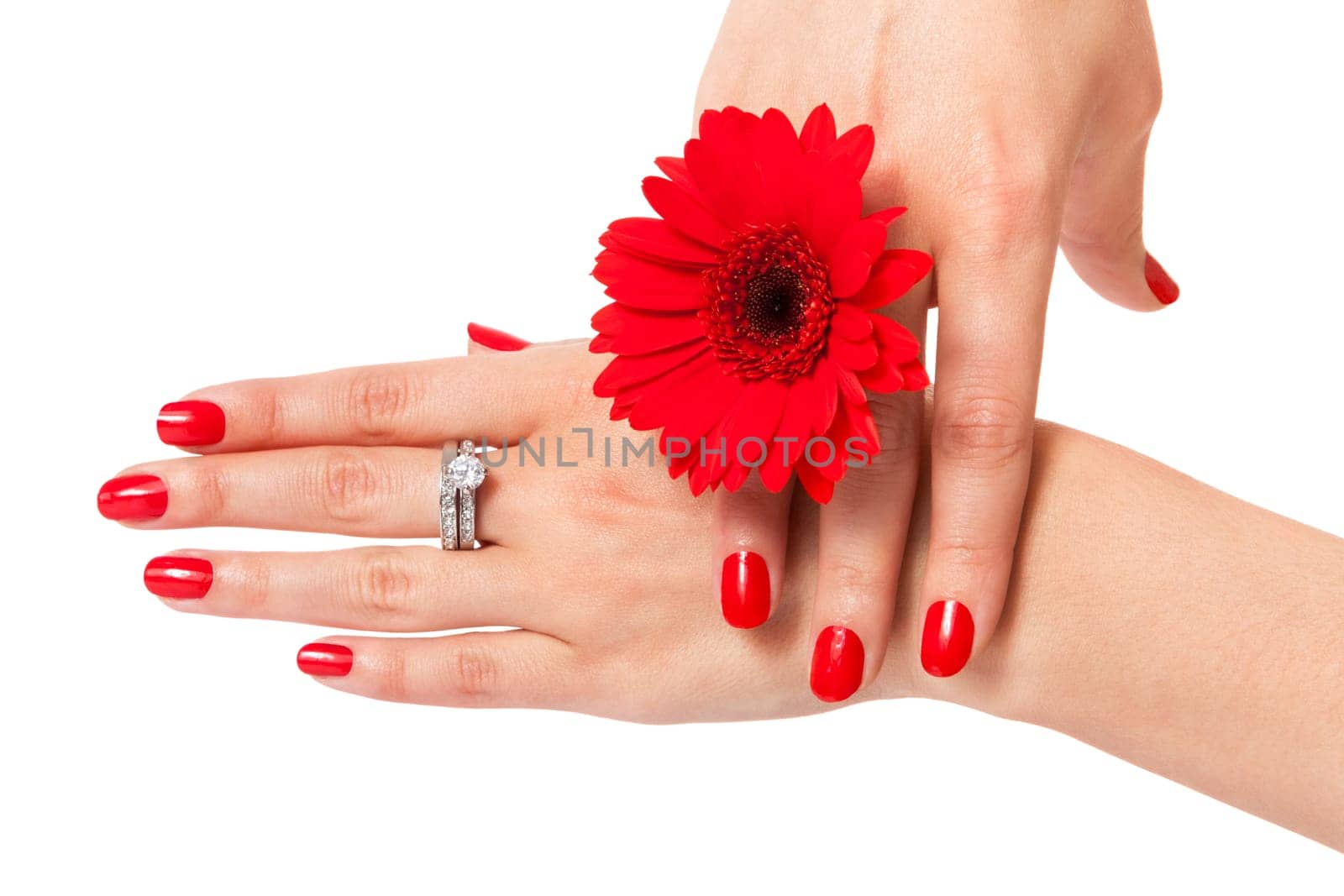 Women's hands with beautiful well-groomed fingers and red nail polish and gerbera flower close up isolated on white background