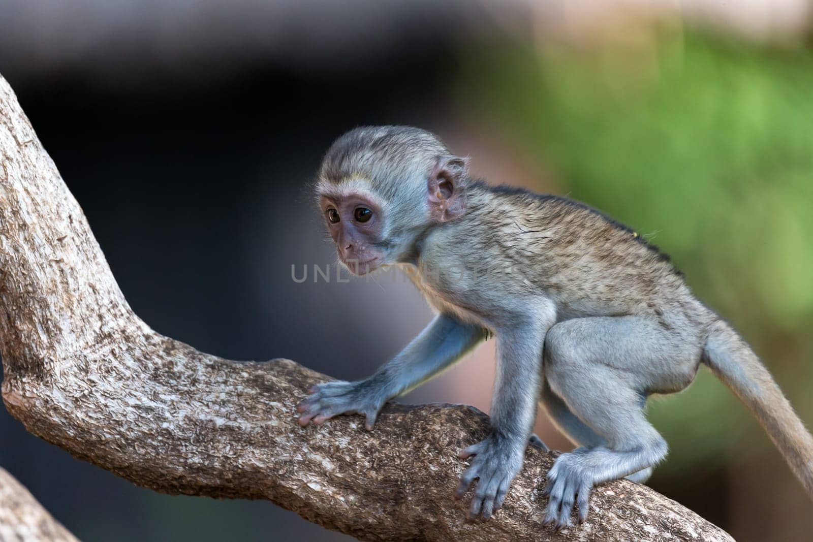 The monkey climbs around on a branch