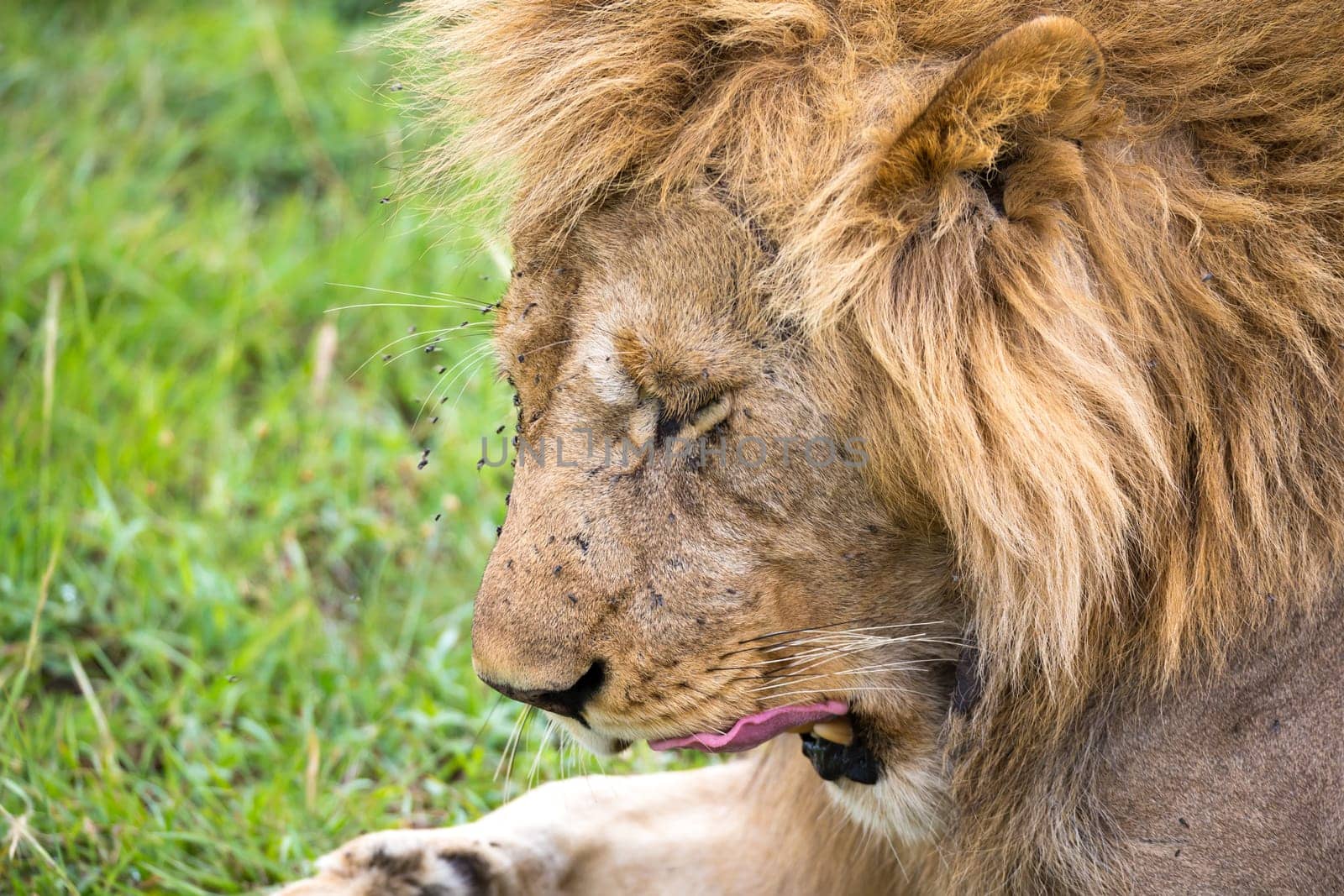 The close-up of the face of a lion in the savannah of Kenya