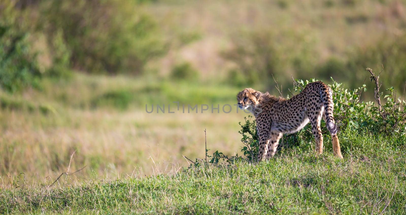 A cheetah walks between grass and bushes in the savannah of Kenya