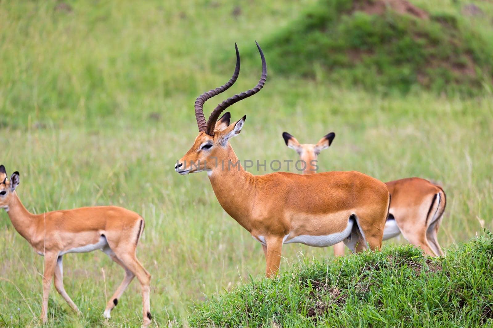 Lot of Impala antelopes in the grass landscape of the Kenyan savanna