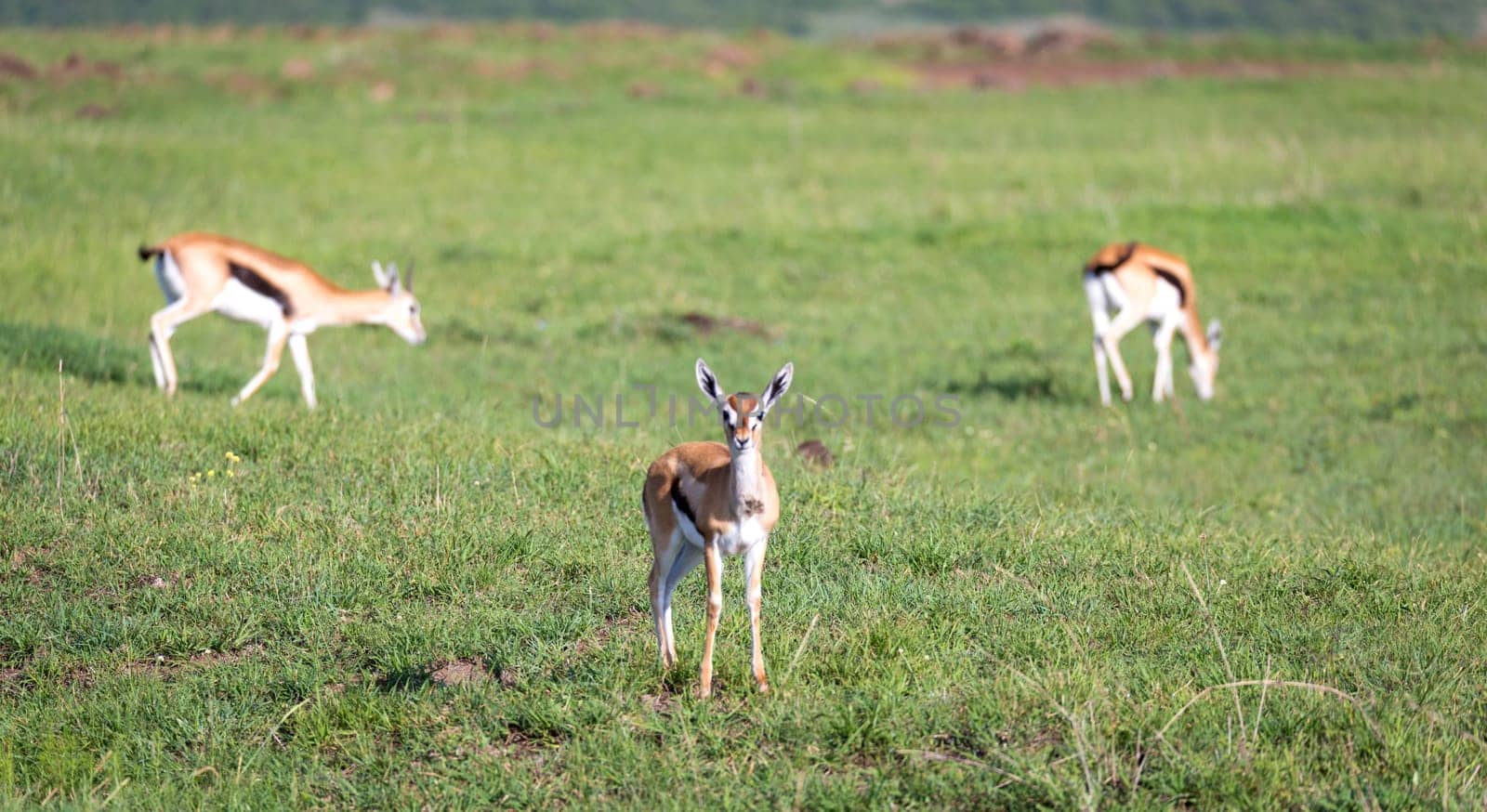 The Thomson gazelles in the middle of a grassy landscape in the Kenyan savanna
