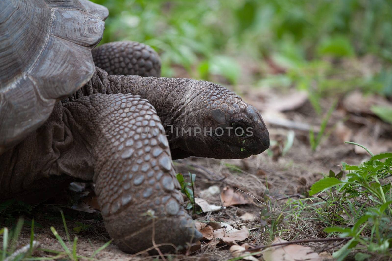 A big turtle between the gras