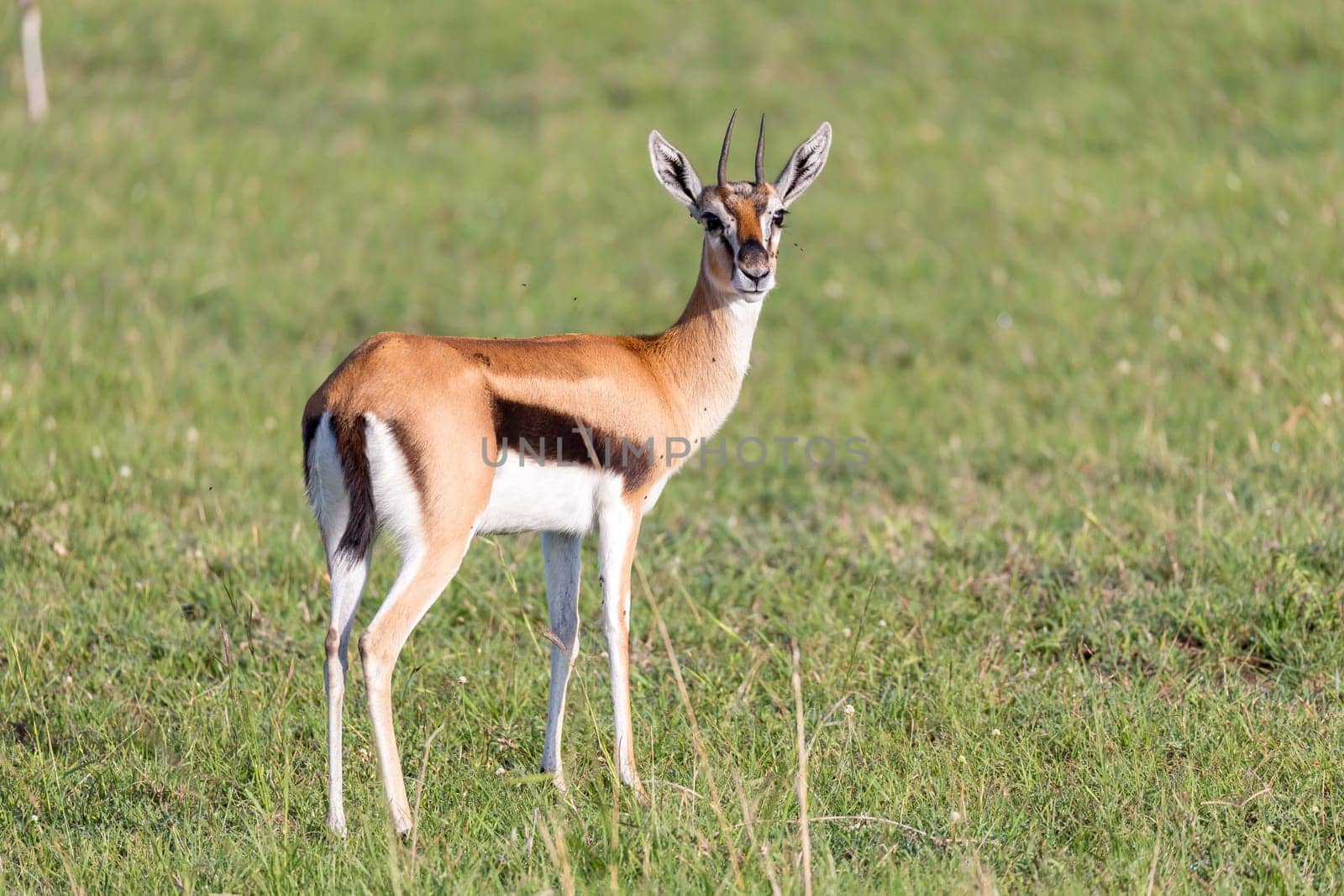 The Thomson gazelles in the middle of a grassy landscape in the Kenyan savanna