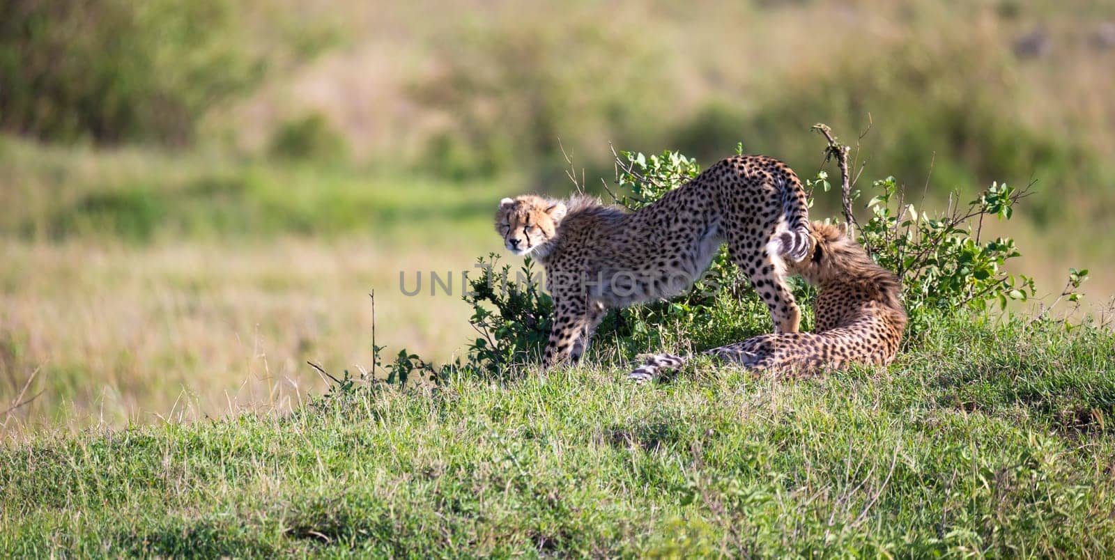 The cheetah mother with two children in the Kenyan savannah