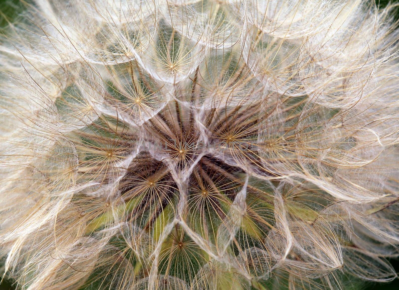 Macro inflorescence of Tragopogon pratensis