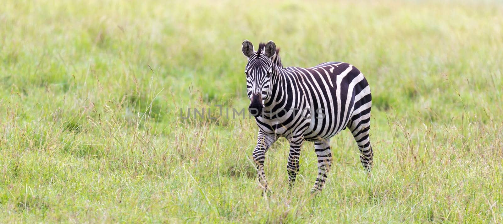 The Zebra family grazes in the savanna in close proximity to other animals