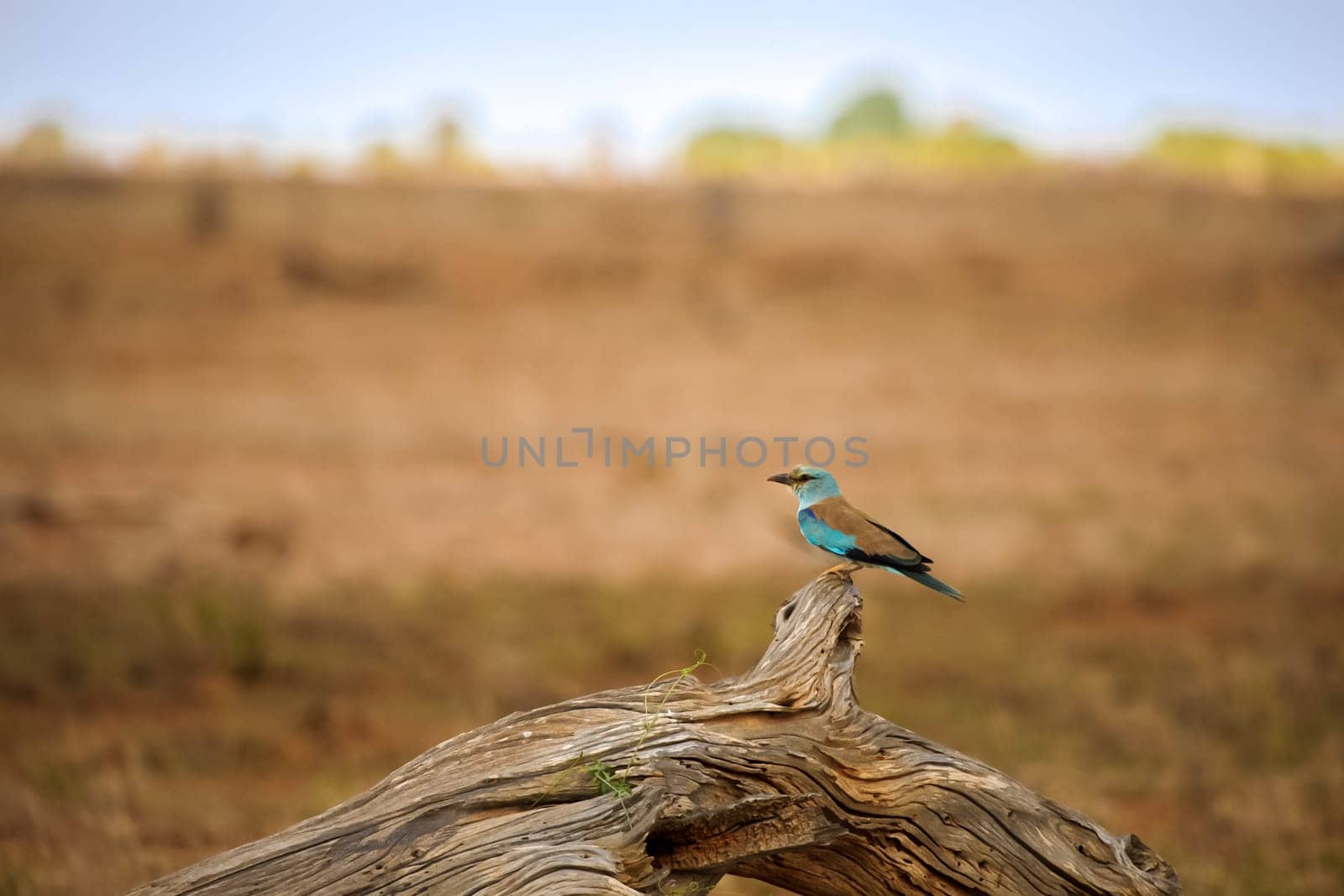 Colorful bird in the savannah of Kenya