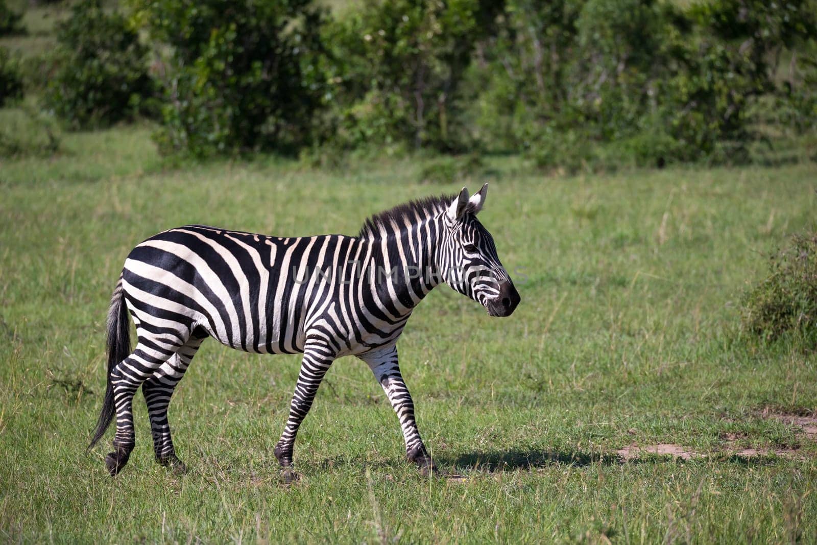 Some Zebras in the middle of the savannah of Kenya