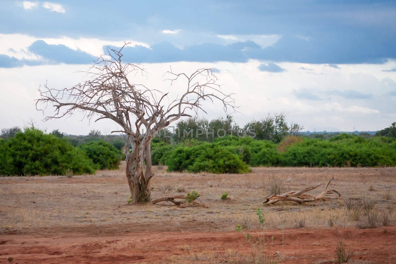 Landscape of Kenya, big tree