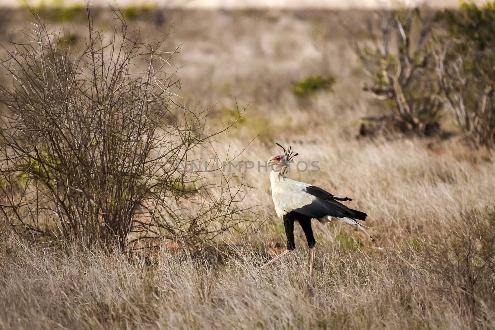 Big bird is walking in the savannah of Kenya, secretarybird