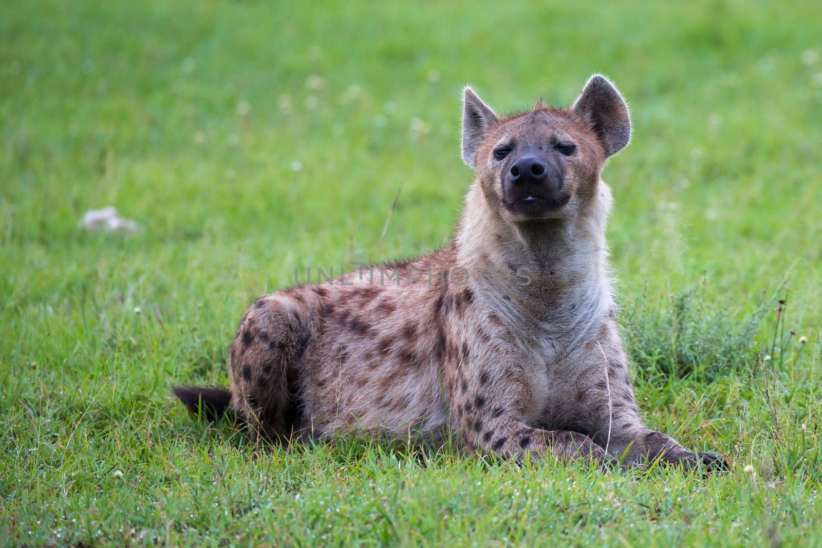 The hyena is lying in the grass in the savannah in Kenya